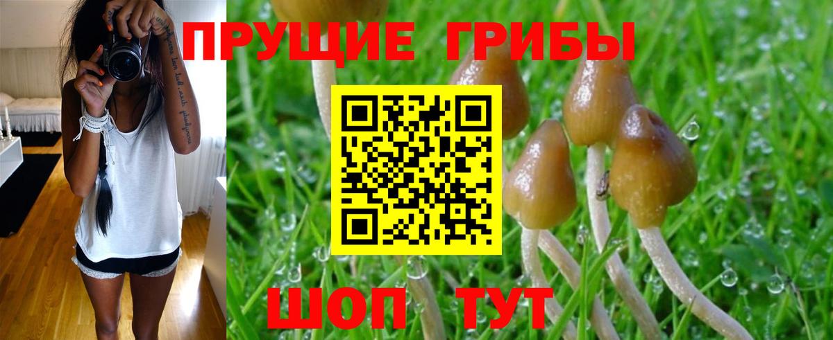 где продают   Вход с VPN  Россия  Псилоцибиновые грибы Psilocybe  Псилоцибиновые грибы прущие грибы 